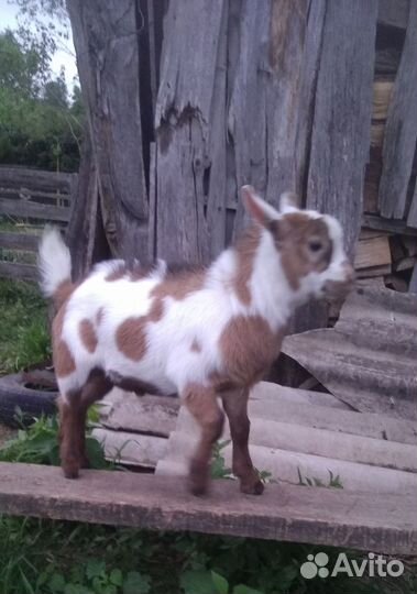 Козлик камеруно-нигерийский