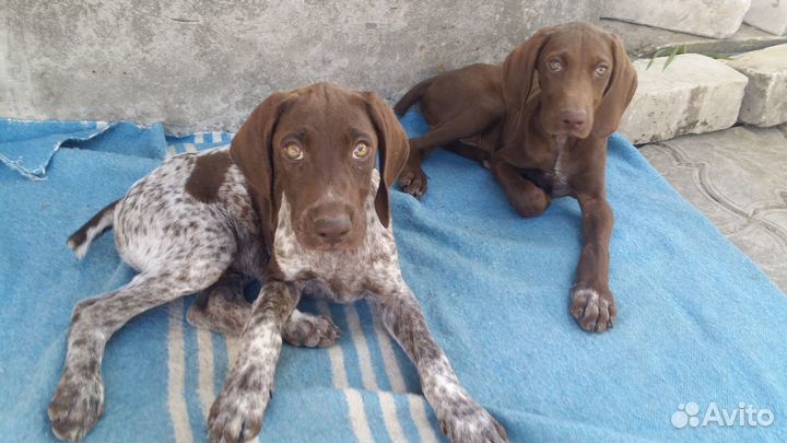 Щенки Курцхаара (осталось 4 кобеля)