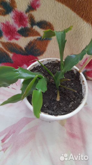 Декабрист розовый