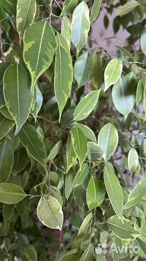 Фикус бенджамина