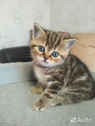 Продаются шотландские котята