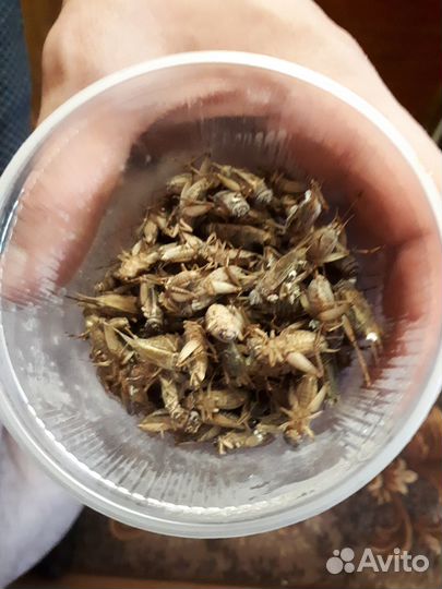 Замороженные сверчки