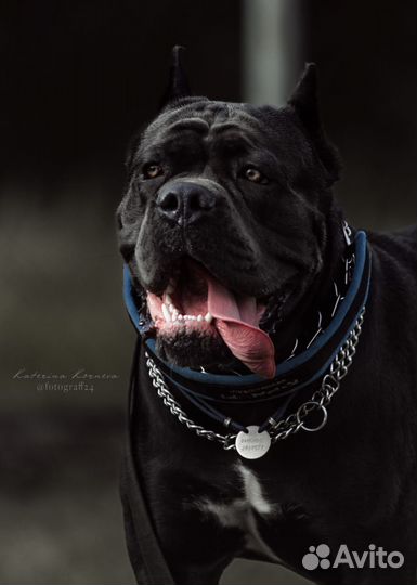 Кане корсо (вязка)