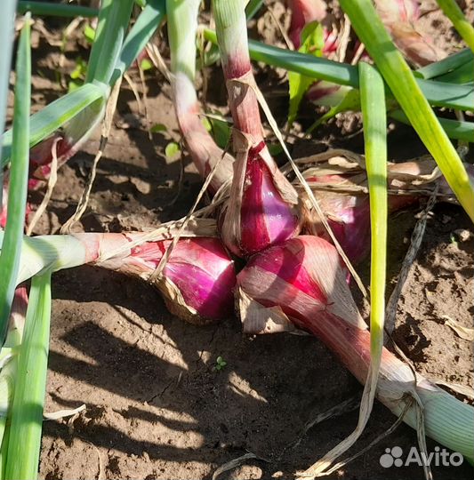 Лук семейный