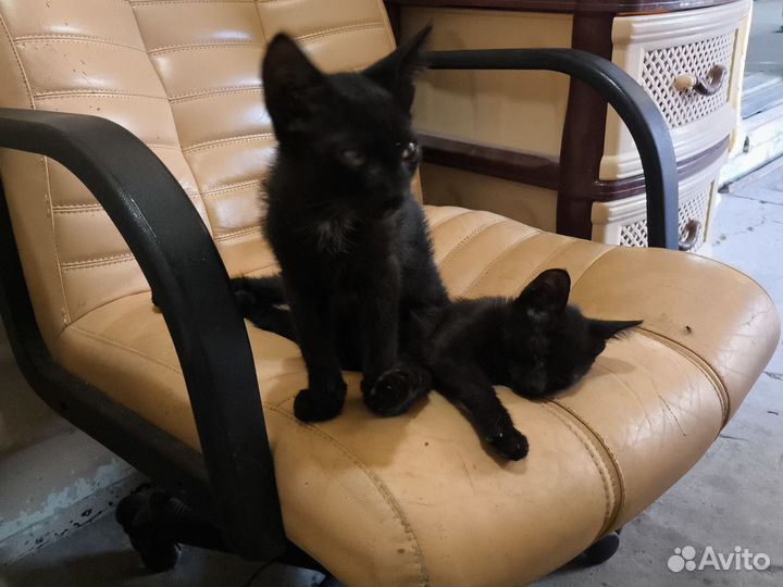 Кошка в дар бесплатно