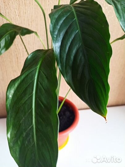 Спатифиллум, также известный как «женское счастье»