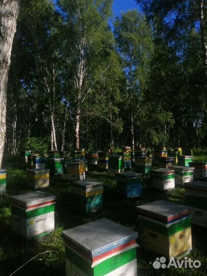 Продам Мёд