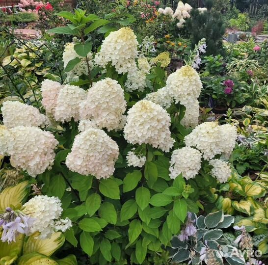 Набор гортензий метельчатых