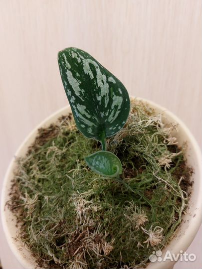 Сциндапсус триколор