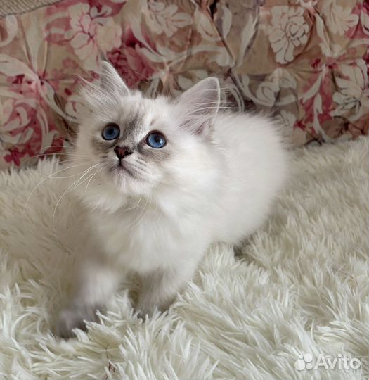 Невская маскарадная