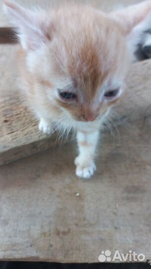 Котята в добрые руки бесплатно