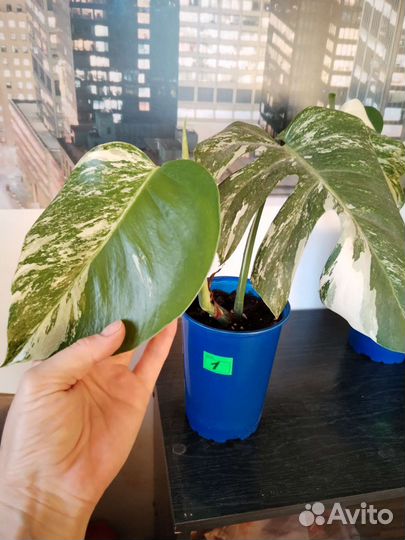 Монстера альба