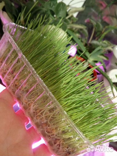 Микрозелень