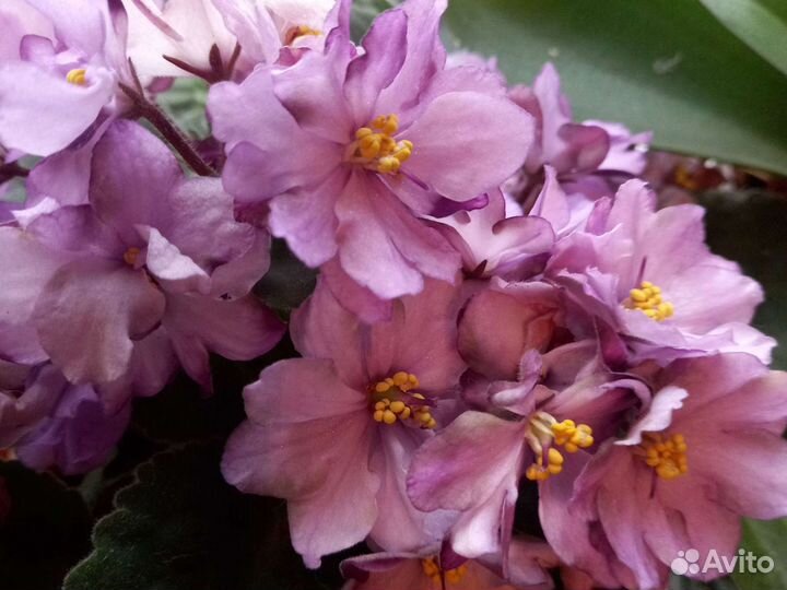 Вариегатный гибискус и фиалки