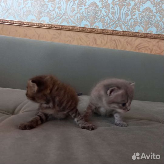 Шотландские котята