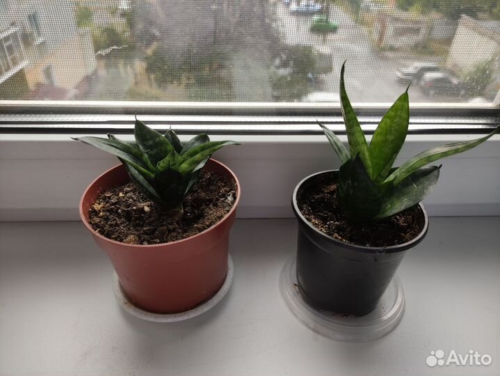 Сансевиерия ханни