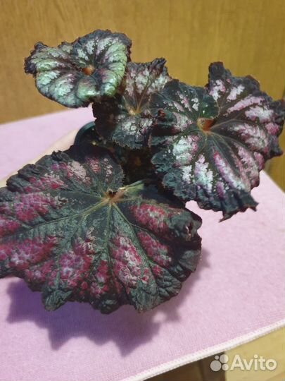 Бегонии Королевские и филодендрон Бурле Макс