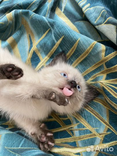 Сиамская кошечка