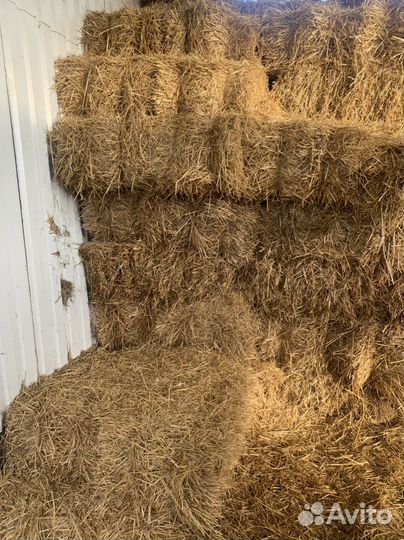 Солома ячменная