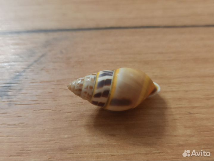 Морская раковина