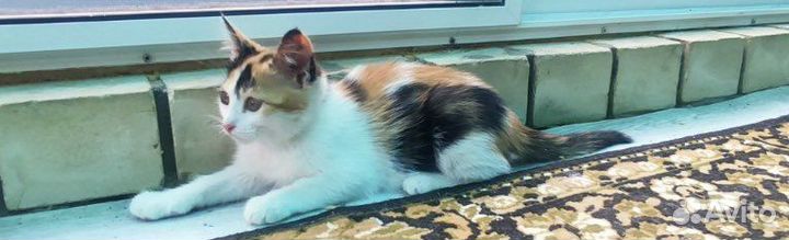 Котенок-девочка 4 месяца