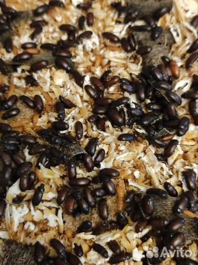 Жук-знахарь