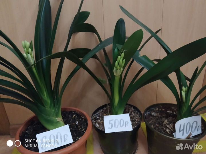 Юкка, Офисное растение