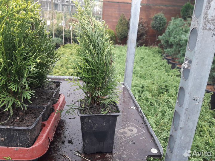 Туя Смарагд