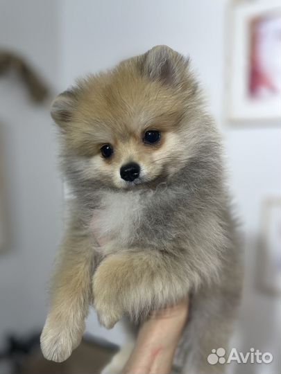 Щенки померанского шпица, куча маленьких щенков