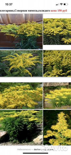 Золотарник(Солидаго) Северная мимоза