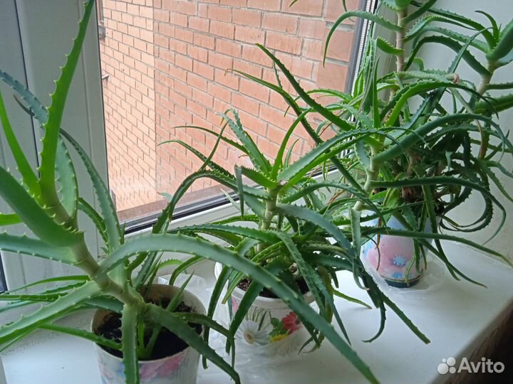 Алоэ 5-6 летние