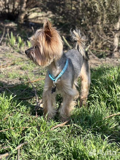 Случка Йорка