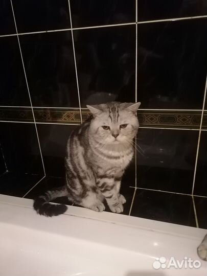 Продаю шотландских котят