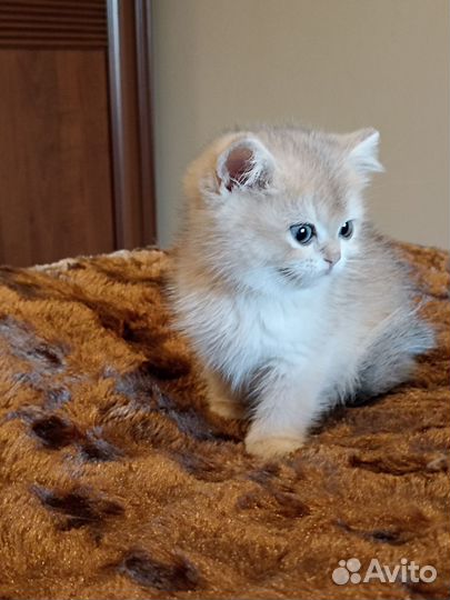 Британская