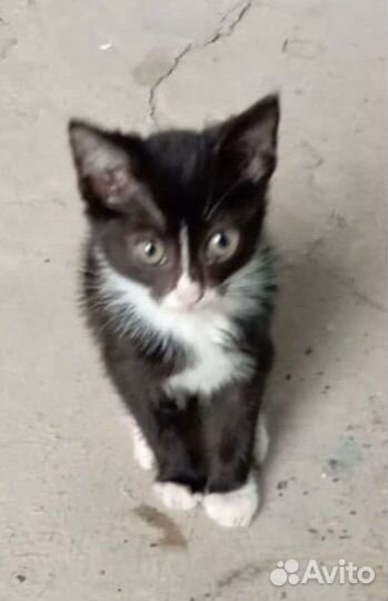 Кошка в дар