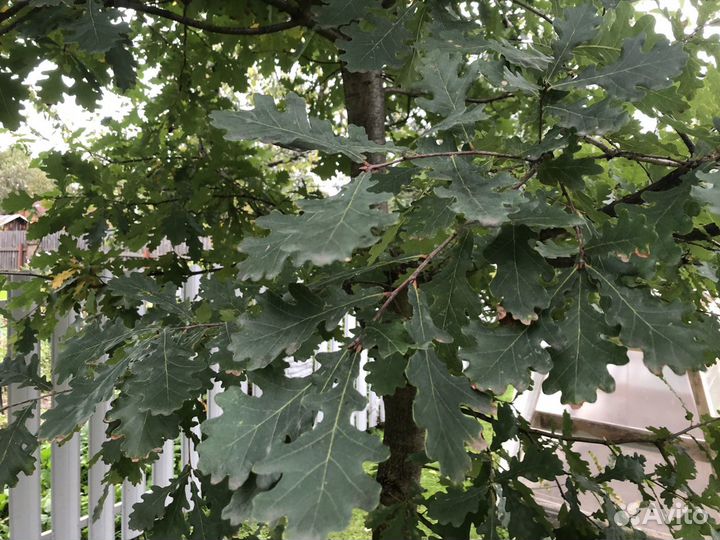 Желудь, желуди дуба для поделок