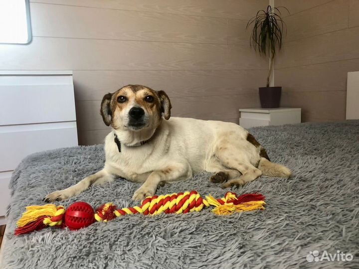 Маленькая Мия 2 года ищет дом