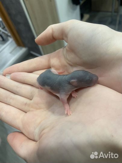 Крыса дамбо