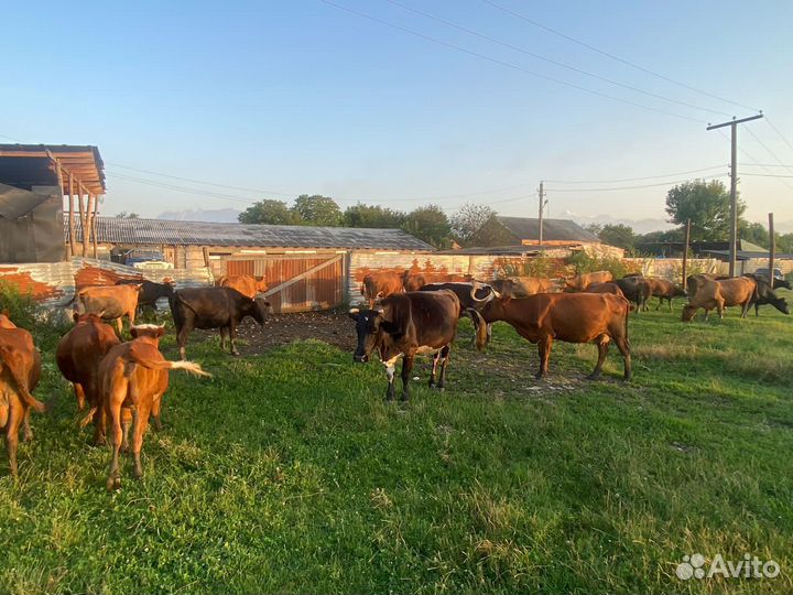 Продается крс