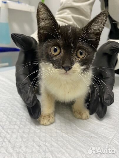 Котята в дар