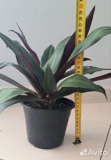 Традесканция рео