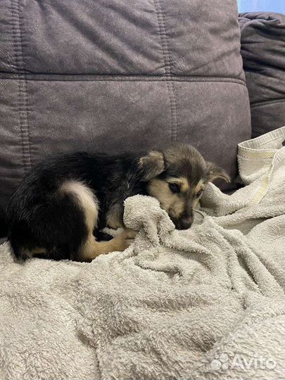 Щенок девочка