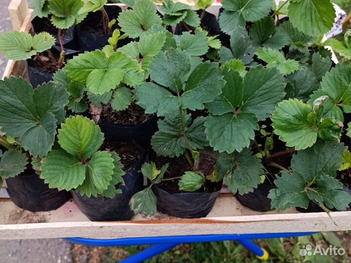 Рассада клубники