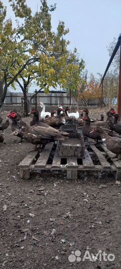 Утки на племя