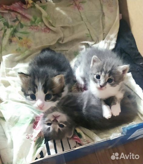 Котята в добрые руки