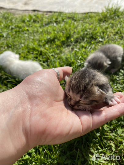 Котята в добрые руки