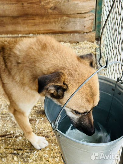 Собаки из приюта некрасовка