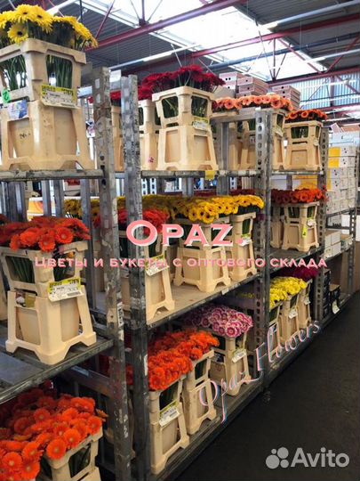 Хризантема