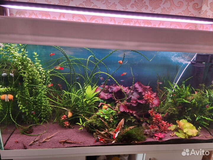 Аквариумные растения, креветки блю дрим