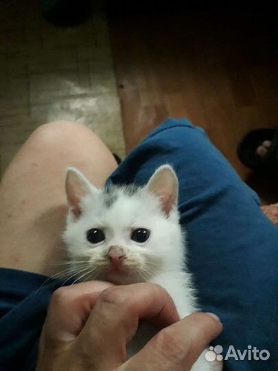 Котята отдам в добрые руки бесплатно